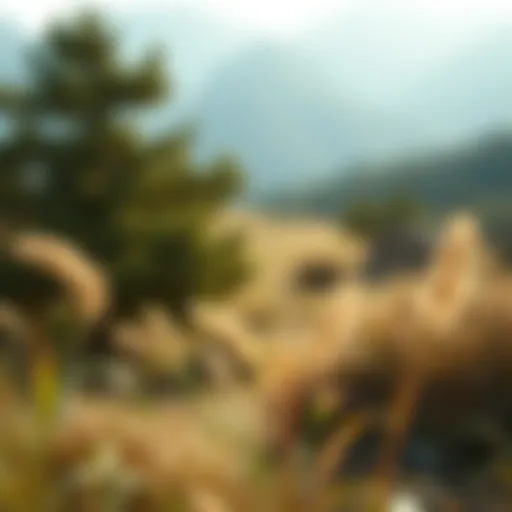 A serene landscape symbolizing autonomy in healthcare choices