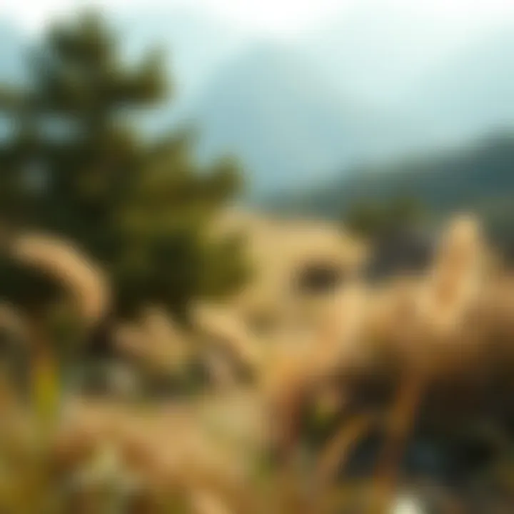 A serene landscape symbolizing autonomy in healthcare choices