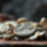 Historical significance of silver in ancient civilizations