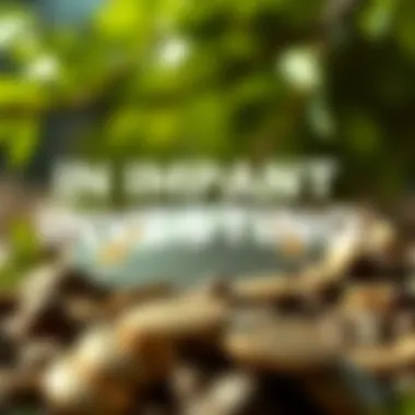 Investment Strategies in Impact Investing Infographic showing investment strategies in impact investing